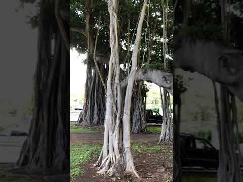 Strange trees in Honolulu, HI