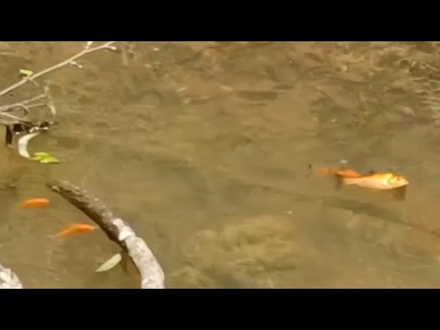 Pond Goldfish Mating Behavior
