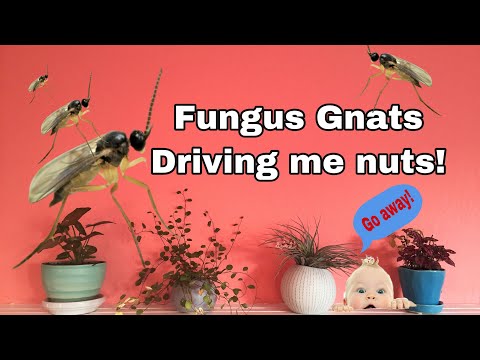 Fungus Gnats Families | Repotting | PlanThriveDivas