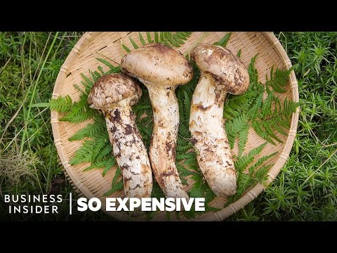 Why Matsutake Mushrooms Are So Expensive | So Expensive