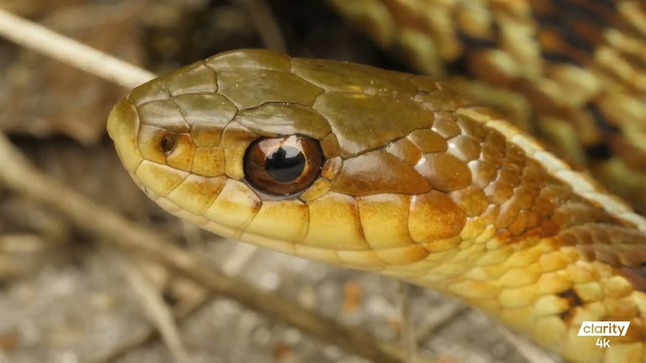 4K: Unleashing the Wild: Exploring Halifax's Urban Jungle