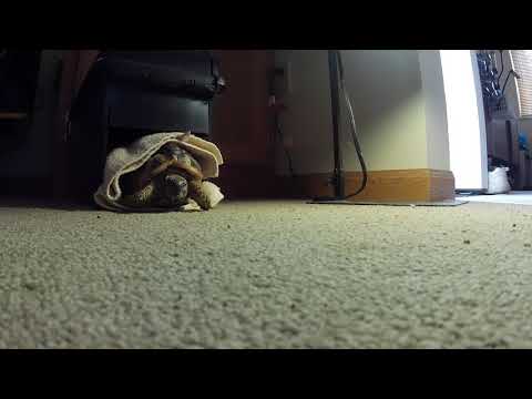 Tordy my Hermann's Tortoise Waking up on Monday Morning