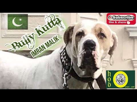 Bully Kutta - Imran Malik | HOD #6