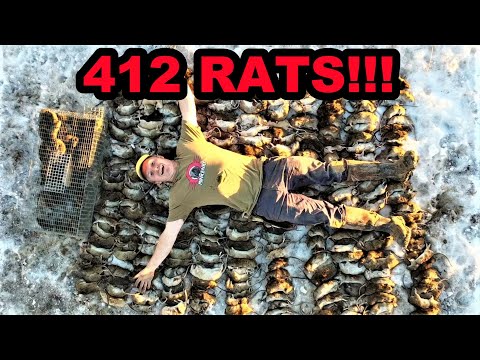 RECORD BREAKING 412 RATS Caught with Mink and Dogs!!!