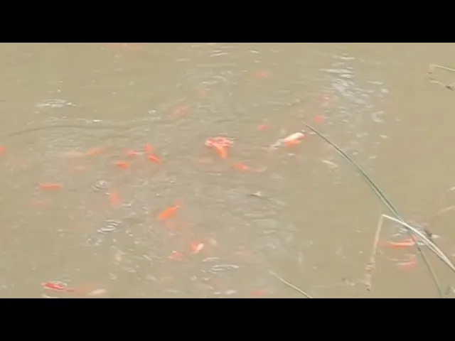 Why my Goldfish are at the Bottom of the Pond vs Top