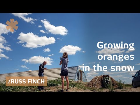 Nebraska retiree uses earths's heat to grow oranges in snow