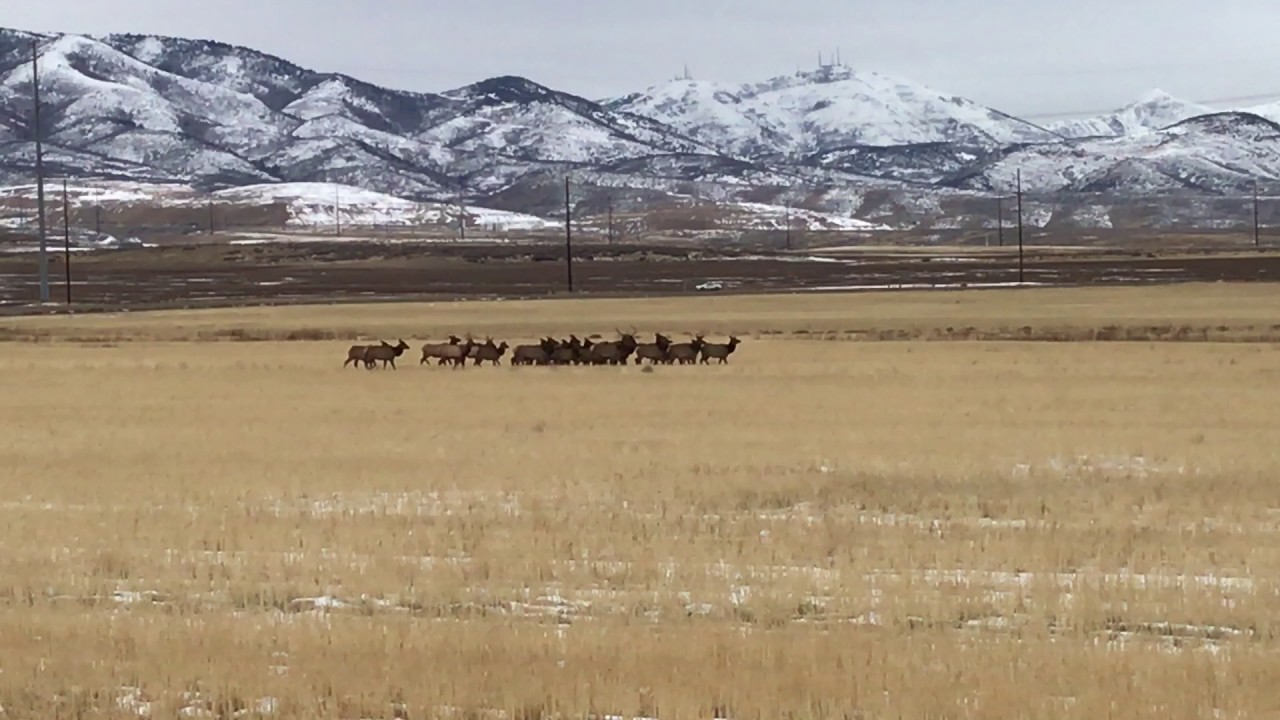 Pronghorn and elk #2 ...