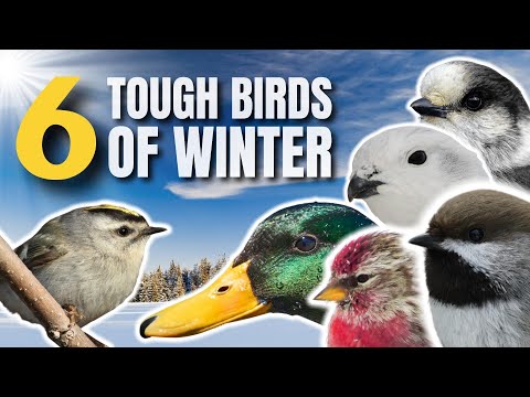 TOUGH BIRDS of WINTER | HOW do they SURVIVE it?