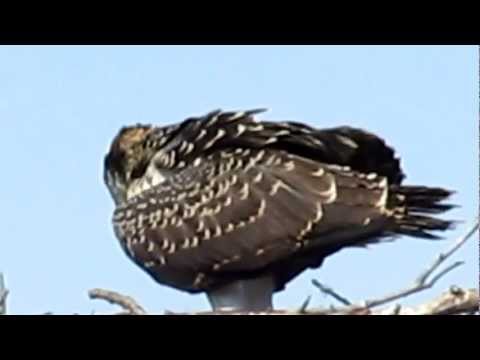 Osprey Chick Atop Nest