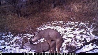 A Doe Giving a Mule Deer Buck a Piggyback Ride - Captured on a Recon Force Trail Camera