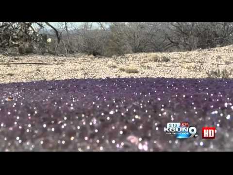 Purple Alien Eggs Found In Arizona Desert? 2013 HQ