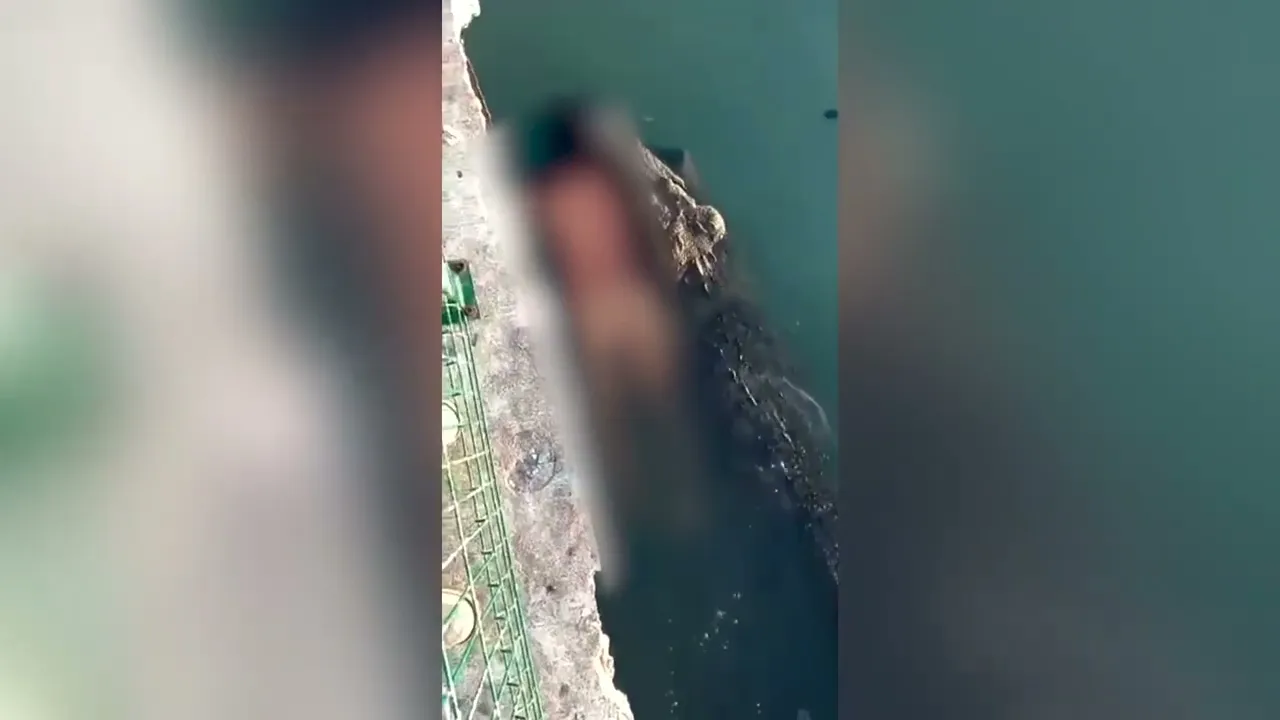 Giant croc carries dead man’s body through Mexican lagoon