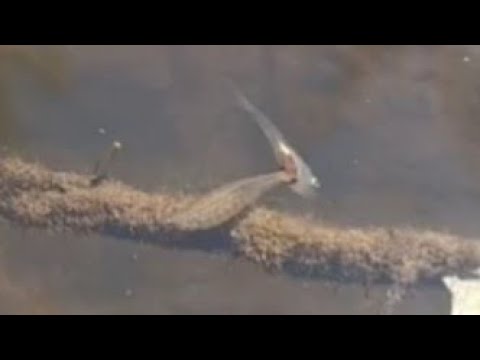 Pond Ghost Shrimp feeding on Fish