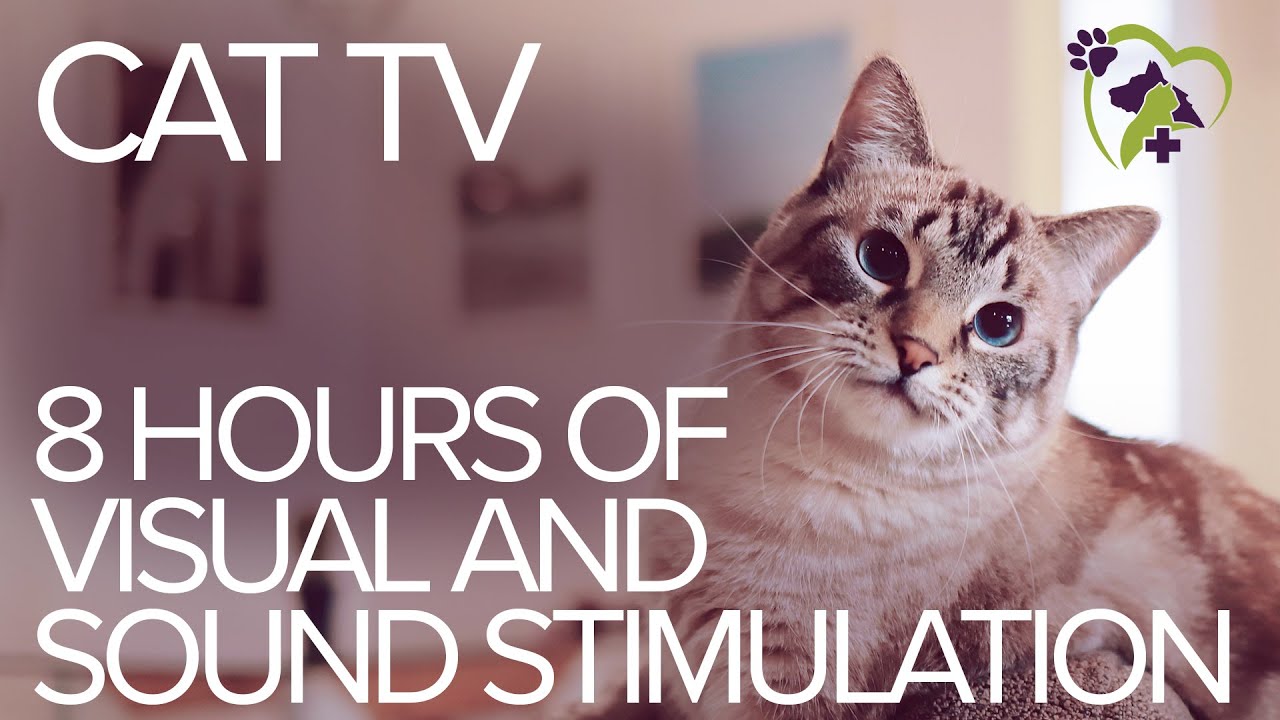 TV for  Your Cat: 8 Hours of Visual and Sound Stimulation