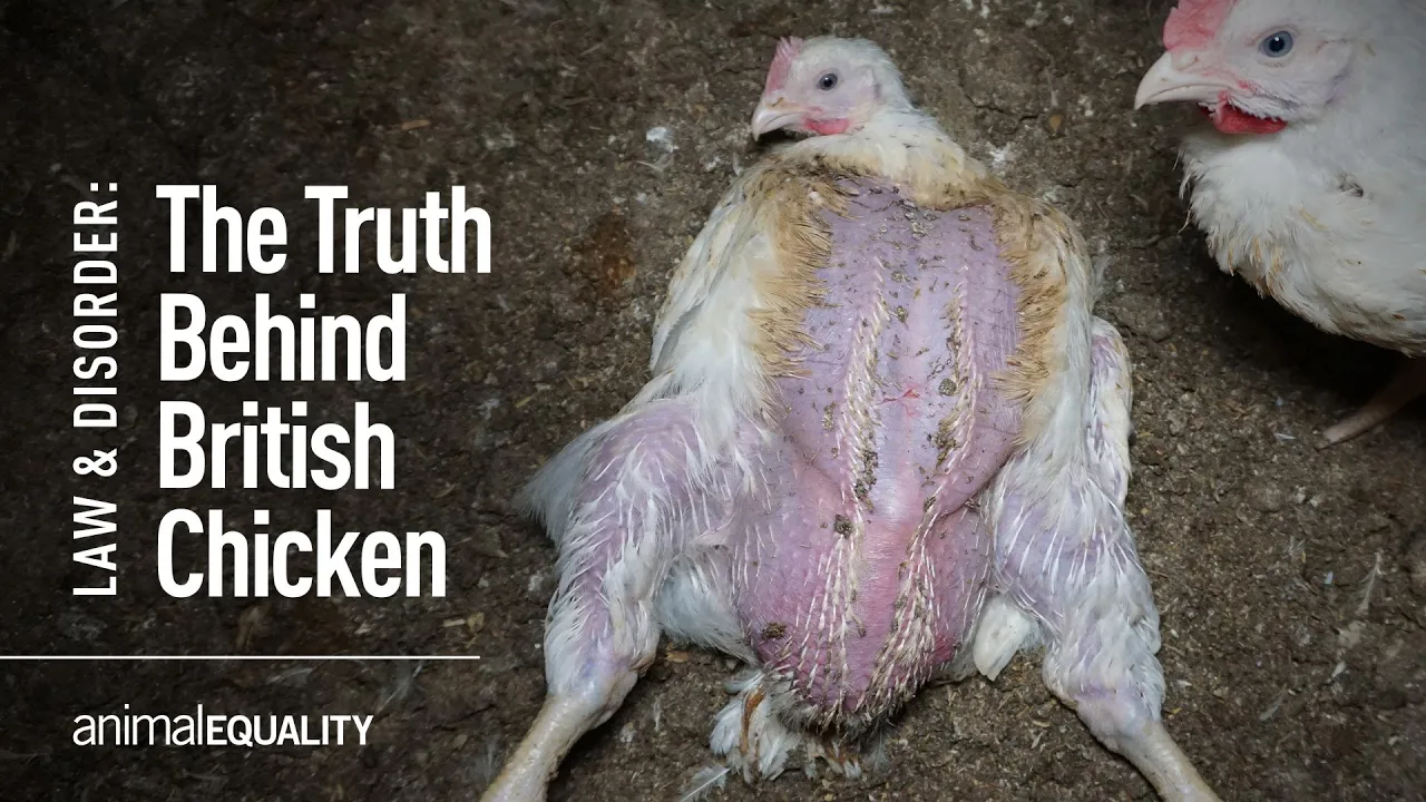 The Truth Behind Chicken Farming