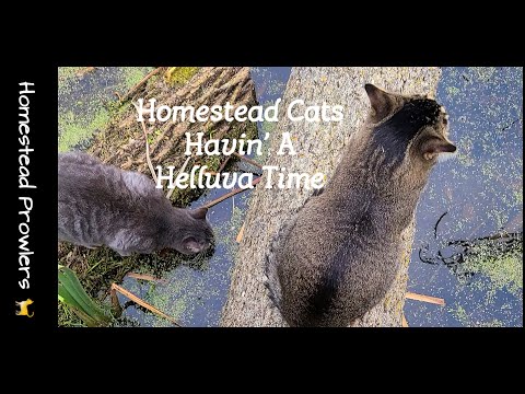 Homestead Cats Enjoying a "Helluva Time" ~ Season 1, Episode 16