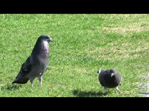 Pigeon Mating Rituals