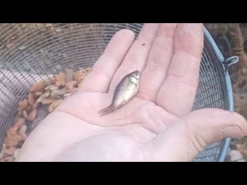 Black and White Goldfish in my Pond