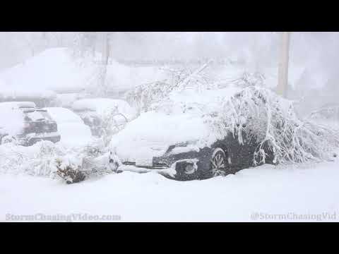 Heavy Snow Breaks Tree Branches, Longmont CO - 3/14/2021