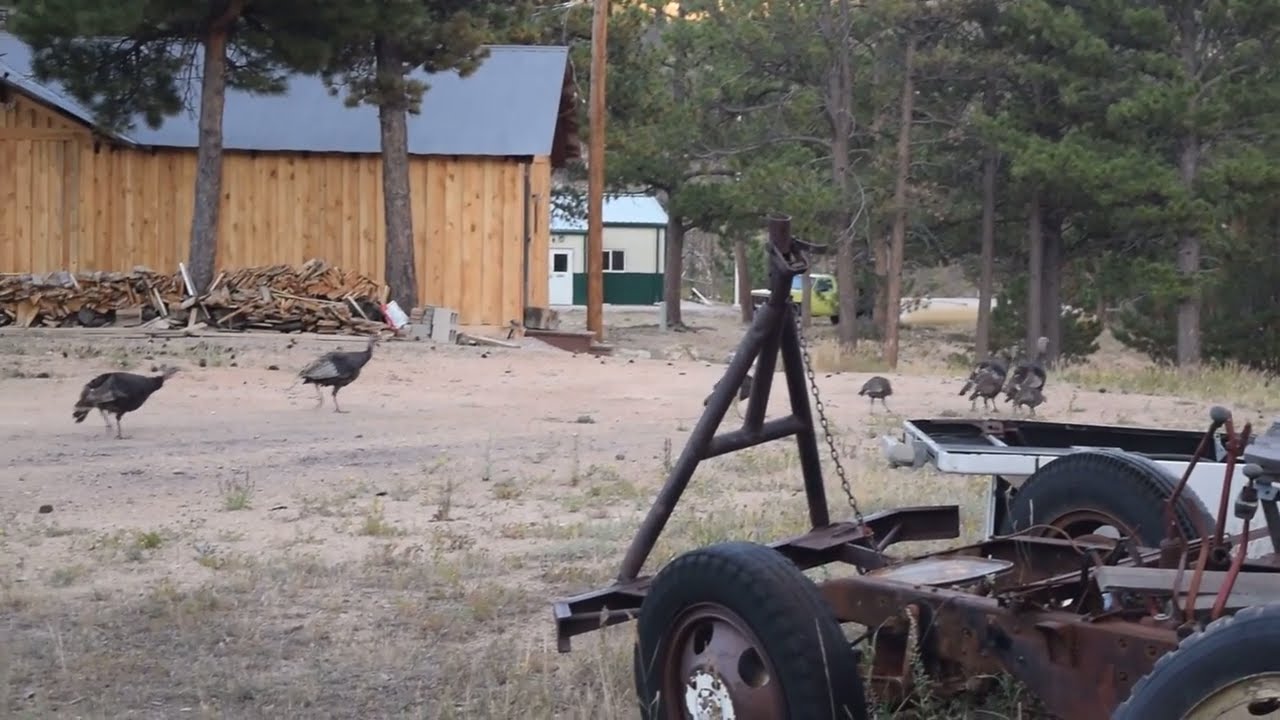 Wild Turkeys around the Mountain Property