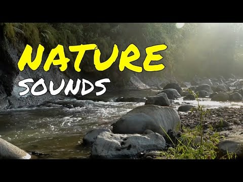 😴Unguided Meditation 60 Minutes Nature Sounds YouTube 💤 60 Minute Meditation Nature Sounds