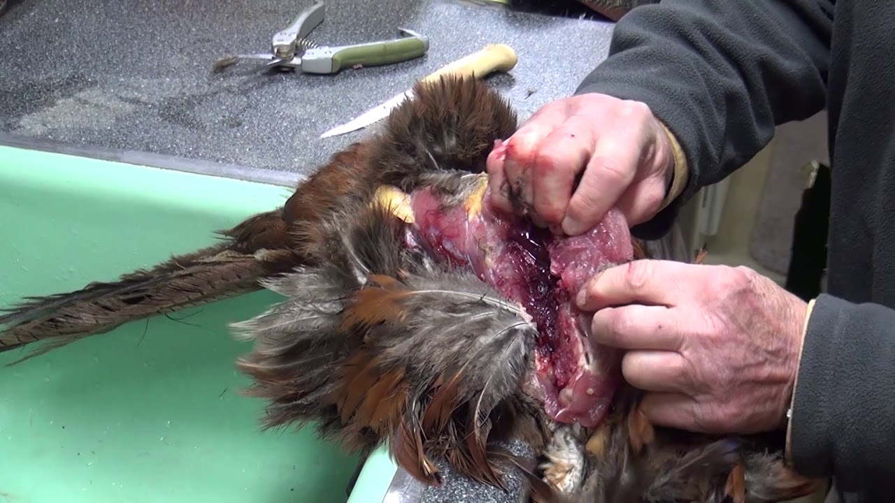 How to Clean Pheasant