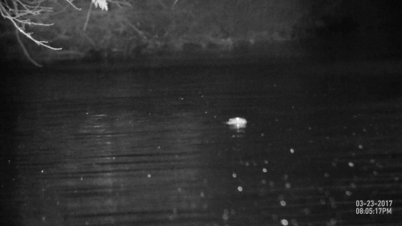 Mated Pair of Beavers