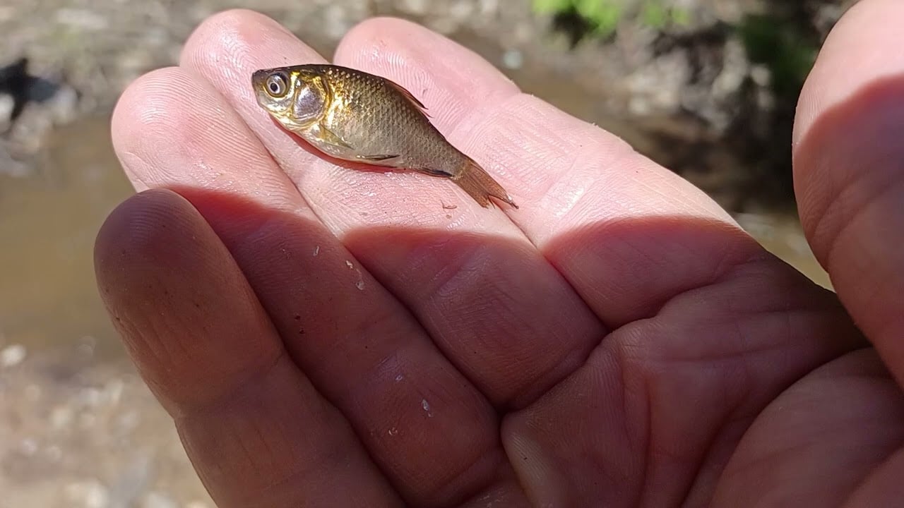 Found Dead Fish in Pond