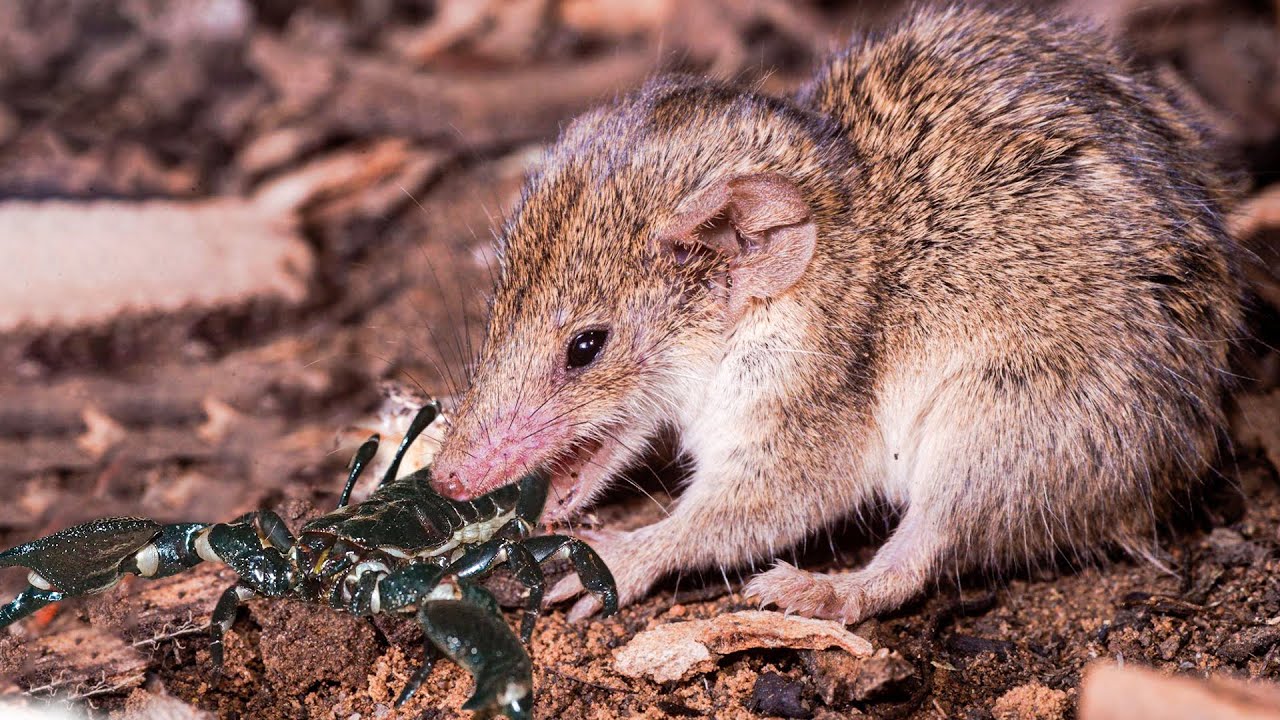 SHORT-TAILED SHREW - Nature's Tiny but Mighty Predator