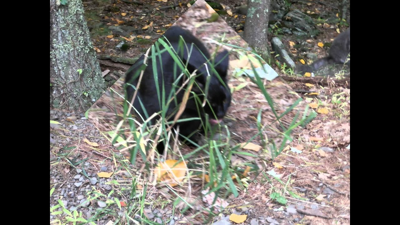 RANDOM "POINT AND SHOOTS" OF THE FROLICKING CATS