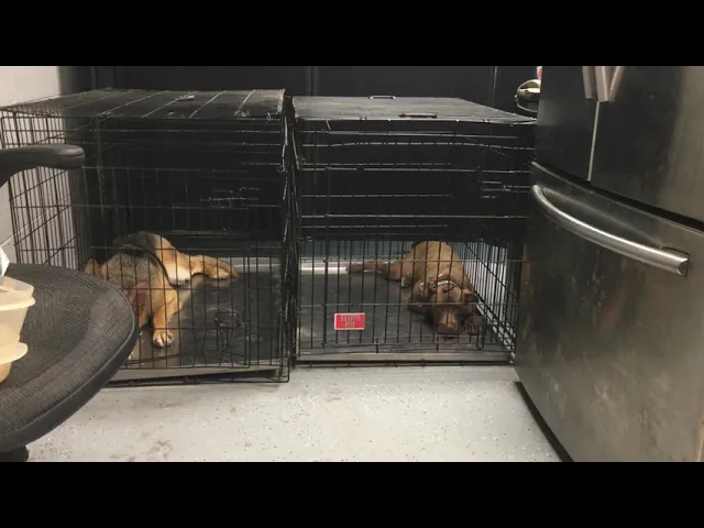 Board and Training - Bailey - Relaxing in Crate near another Dog