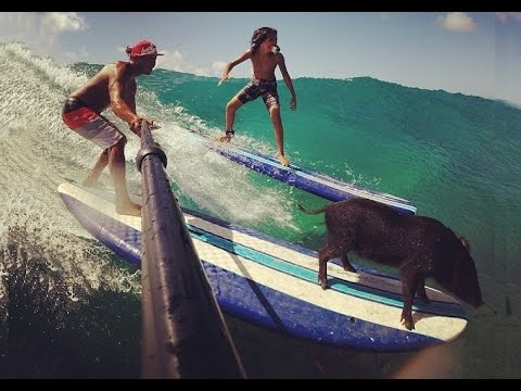 Help Kama the Surfing Pig!