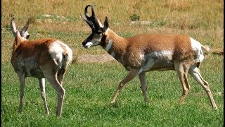 Pronghorn Antelope Buck  - Central Utah