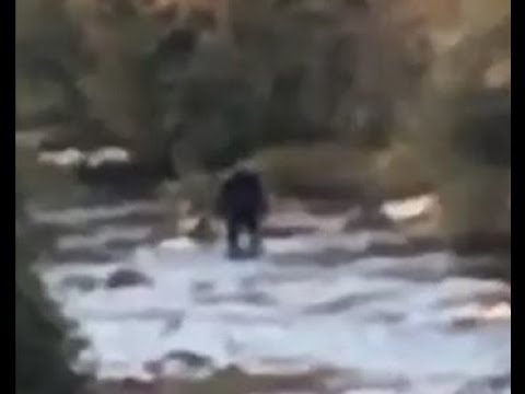 Sasquatch Vid Submitted By Game Warden -first Time Public