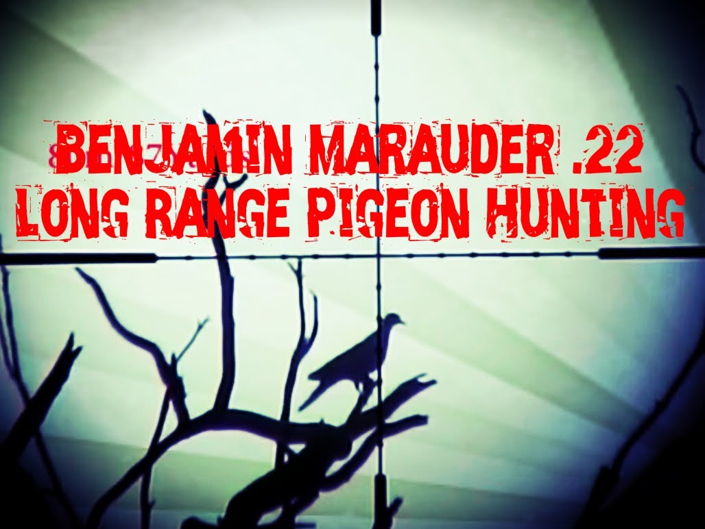 Benjamin Marauder .22 Long Range Pigeon Hunting