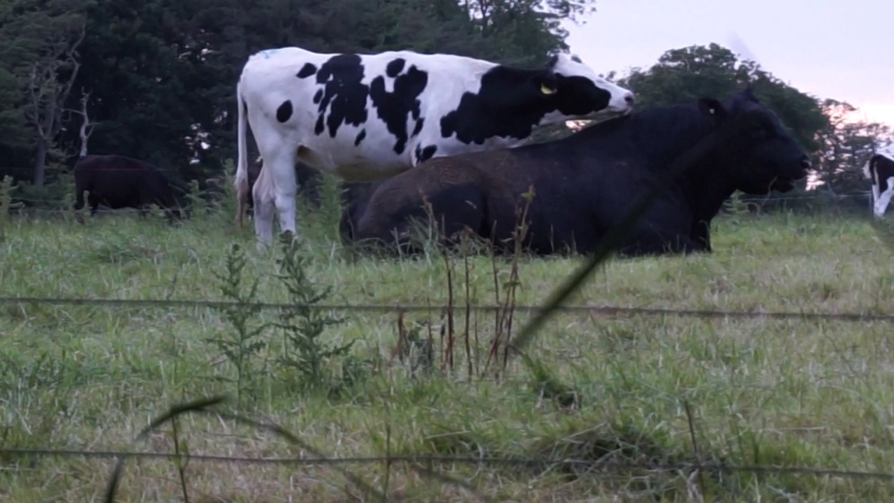 Cow Licking A Bull