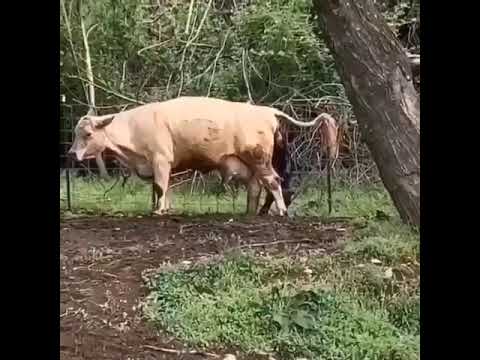 BABY CALF BEING BORN! Finally Caught on Camera