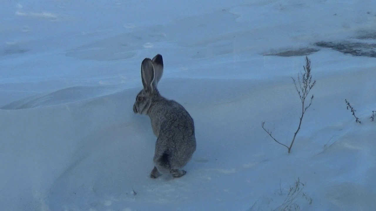 Jackrabbit Wars 2019 (TIS202)