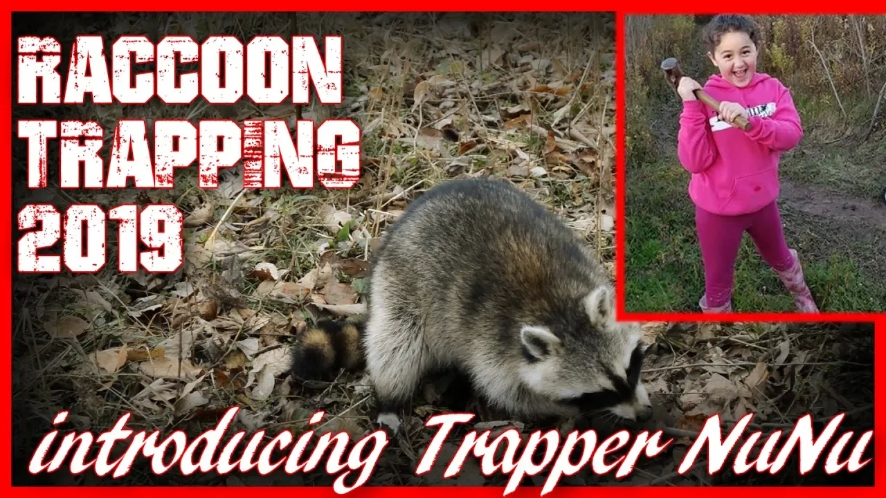 Raccoon Trapping 2019