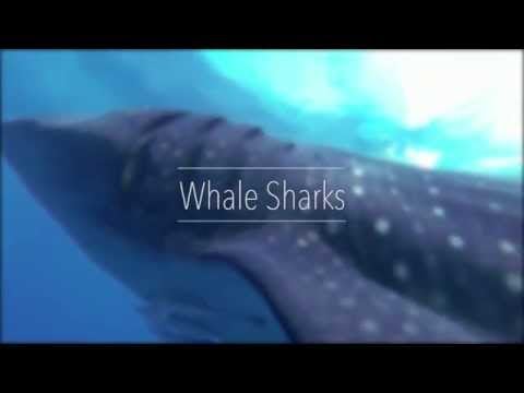 Mexico Diving: Whale Sharks