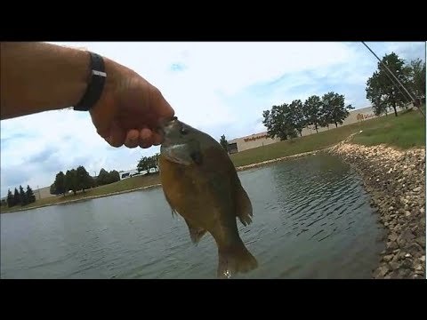 Pond Bluegills got me hooked