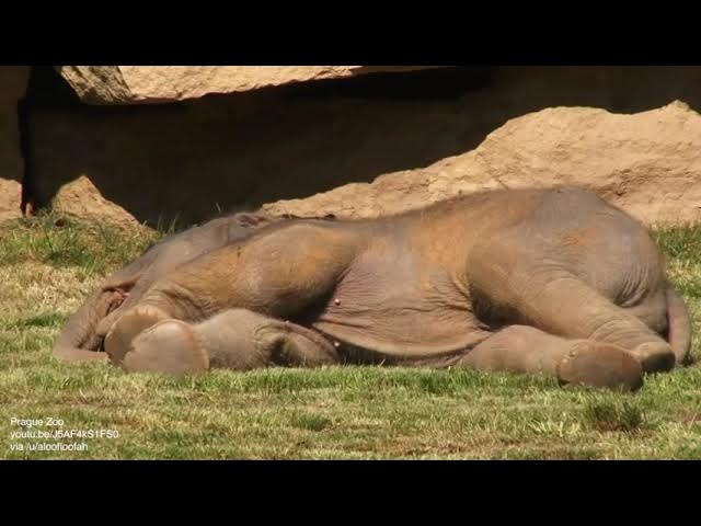 Mother elephant can't wake baby sound asleep, asks keepers for help
