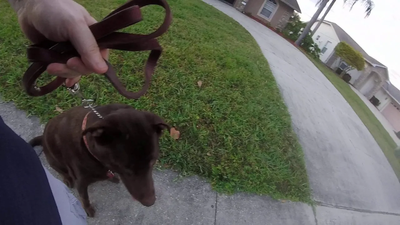 Central Florida Dog Training - Sade - Phase 1 - Neighborhood Walk