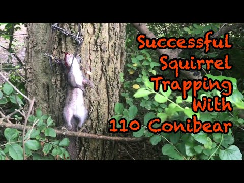 Successful Squirrel Trapping With 110 Conibear