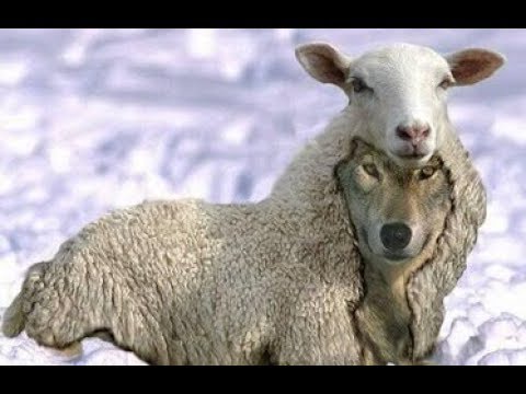 Babylon is fallen: 501c3 Protestant preachers do not preach the Christ of the Bible