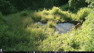Mountain Lions Passing My Browning Trail Camera