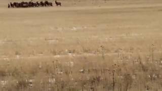 Running pronghorn and elk ...