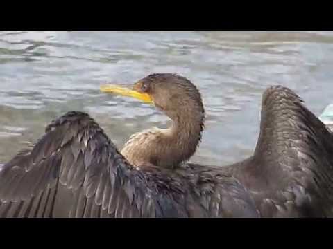 Cormorant Suning on Dartmouth Dock