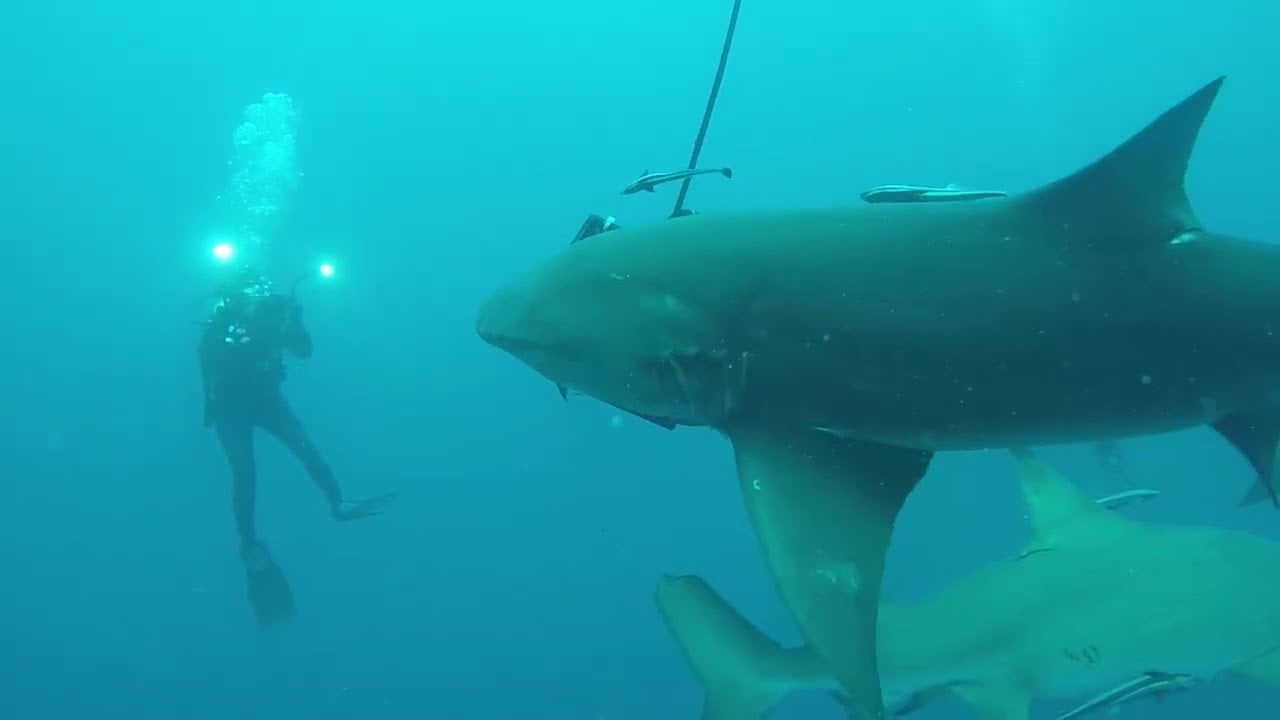 Gary Comstock- Open Water Shark Interaction