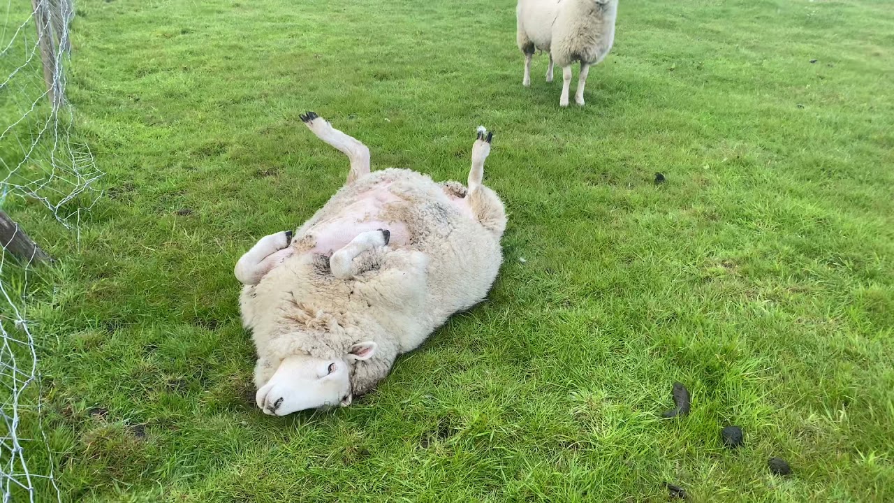 What to do if you see a sheep stuck on its back